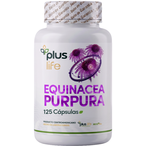 Equinacea Purpura